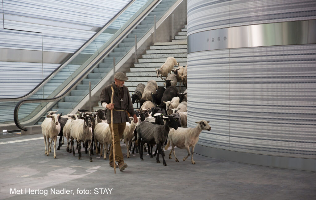 Deze afbeelding heeft een leeg alt-attribuut; de bestandsnaam is Schapen-in-Zwolle-1024x648.jpg